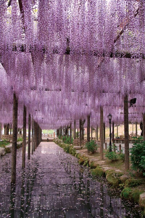 【福井県内発】 長さ275メートルで圧巻!「天王川公園の藤棚」と約100万株の可憐な水色の絨毯!「なばなの里・ネモフィラ」 日帰り1